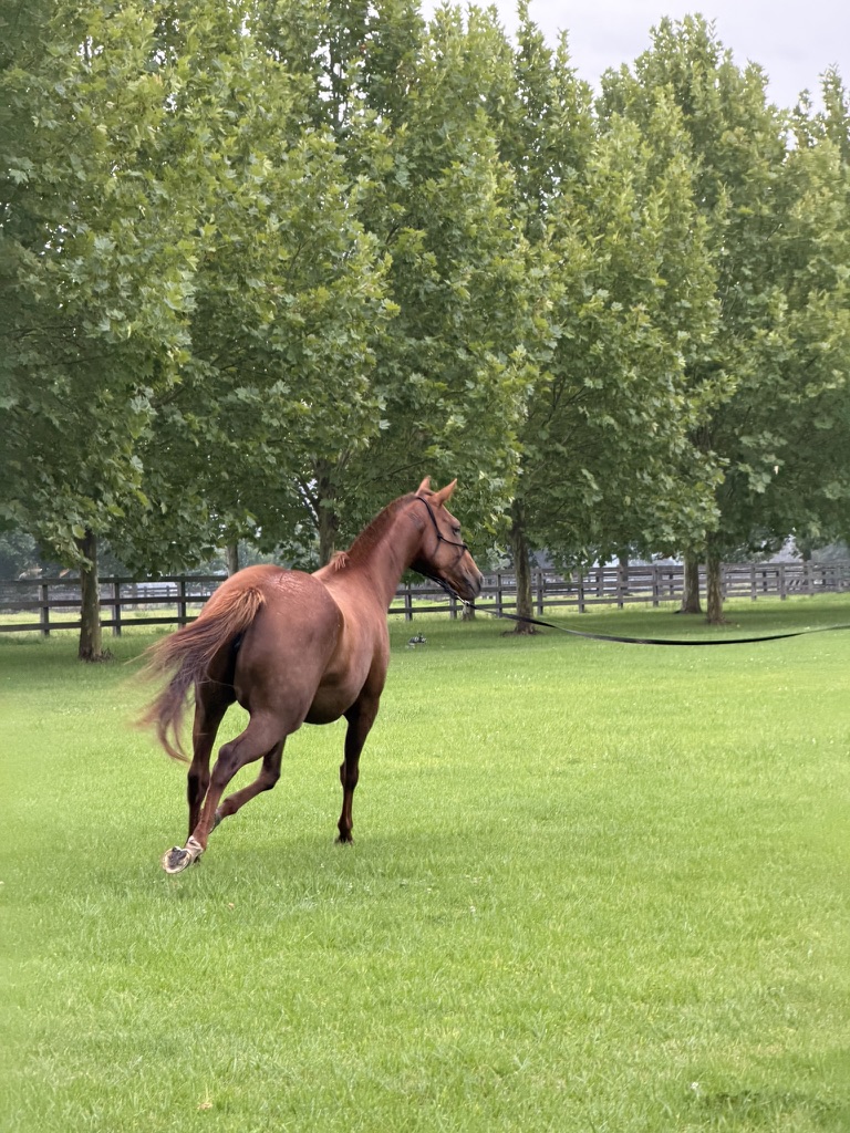 Polo horse in a green paddock
